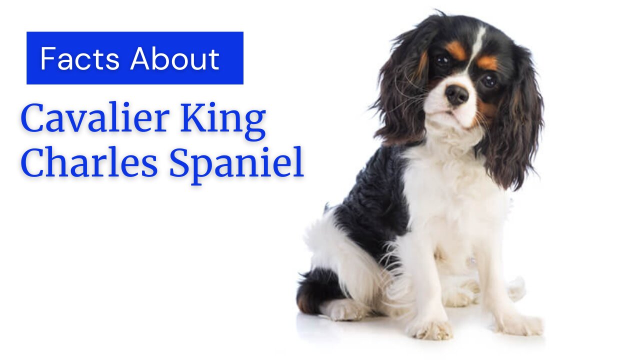 Facts About A Cavalier King Charles Spaniel