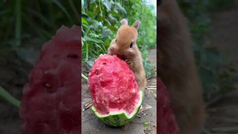 Little Rabbit Eats Big Watermelon Cute Pet Debut Plan Rabbit Pastoral Little Cute Pet