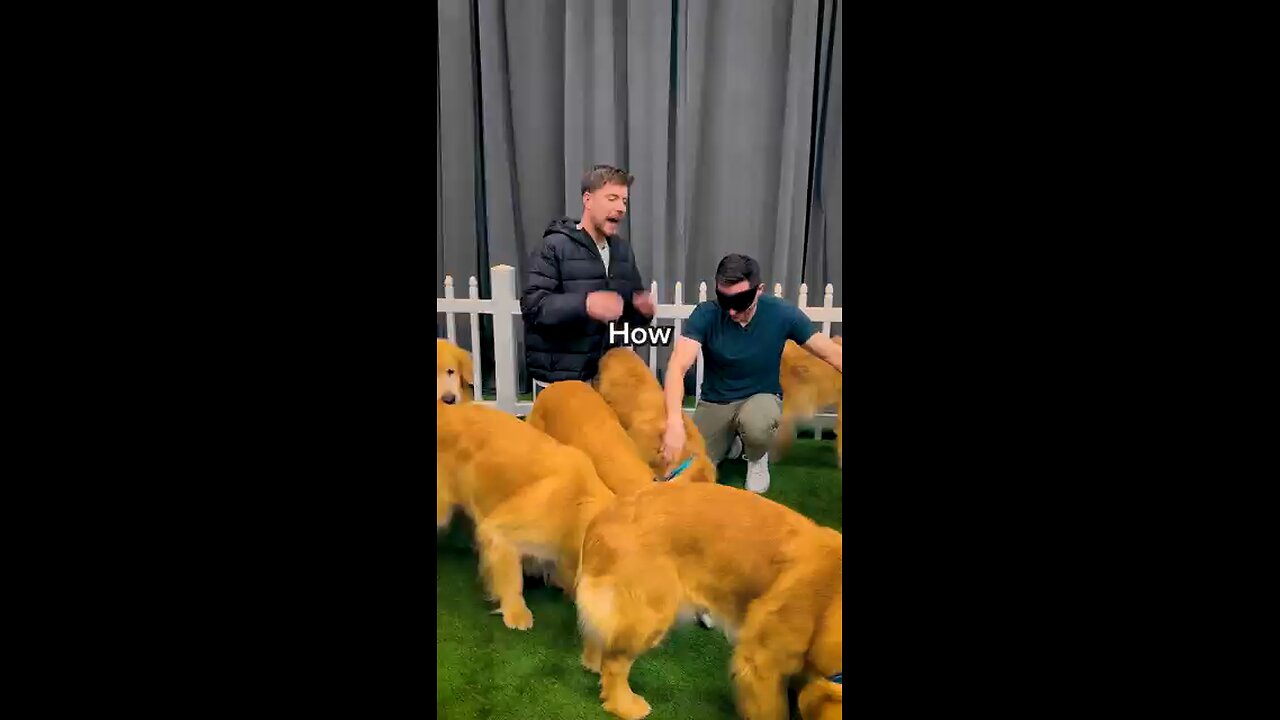 This dog 🐕