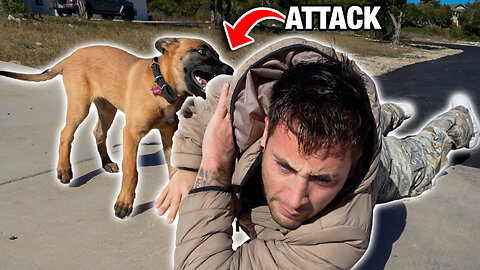 My New Years Dog Attack