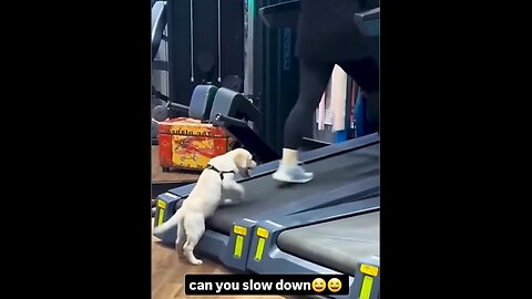 I dare you not to LAUGH at these FUNNY DOGS 😁🦮 - Best Funny Animals Videos 2025