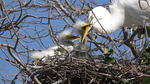 Great Egret Sibling Rivalry: Larger Chicks Attack Smaller One Over Food!