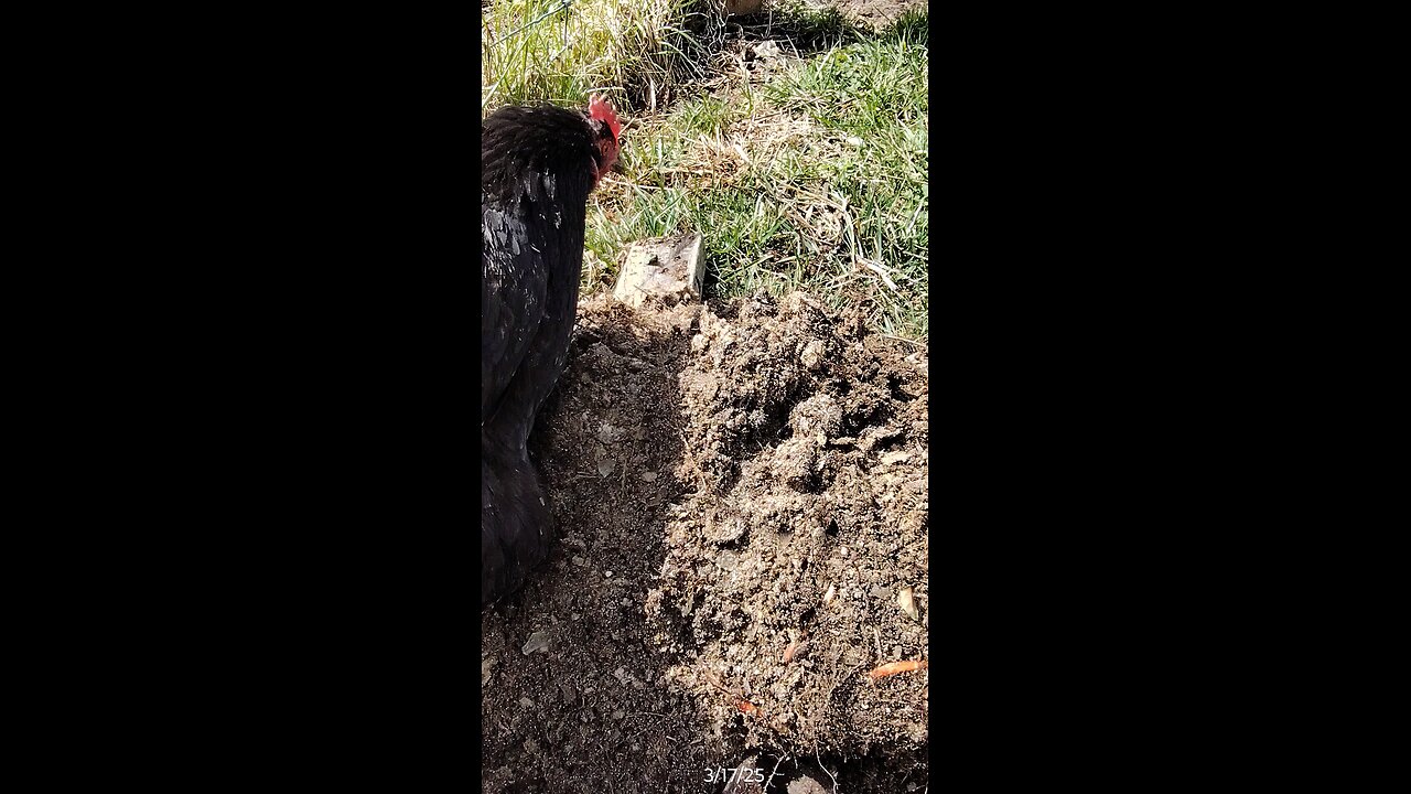 Momma foraging in the dirt!