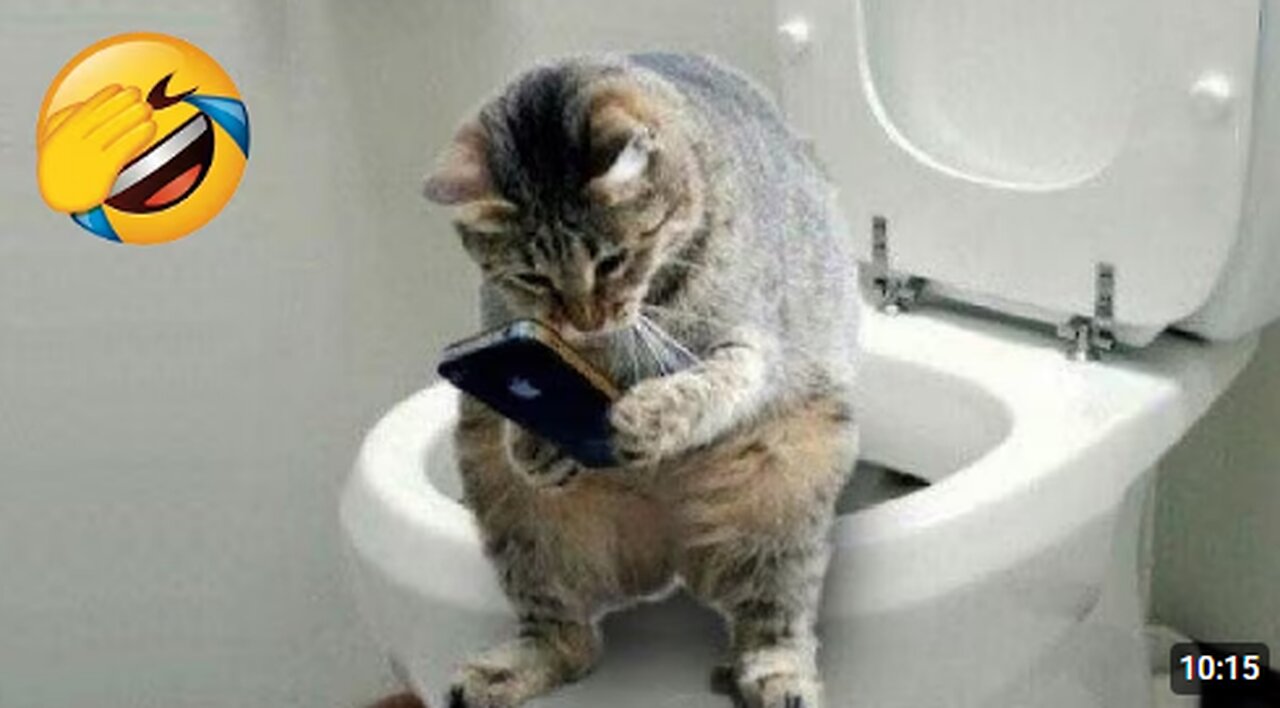 Funniest Cats and Dogs 😺🐶 Funny Animals 2023 😍