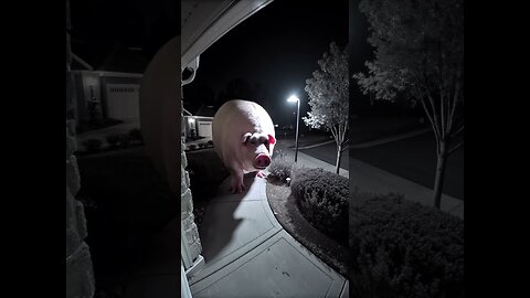 Huge pig caught on CCTV