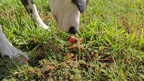 Luna and a Giant Grasshopper