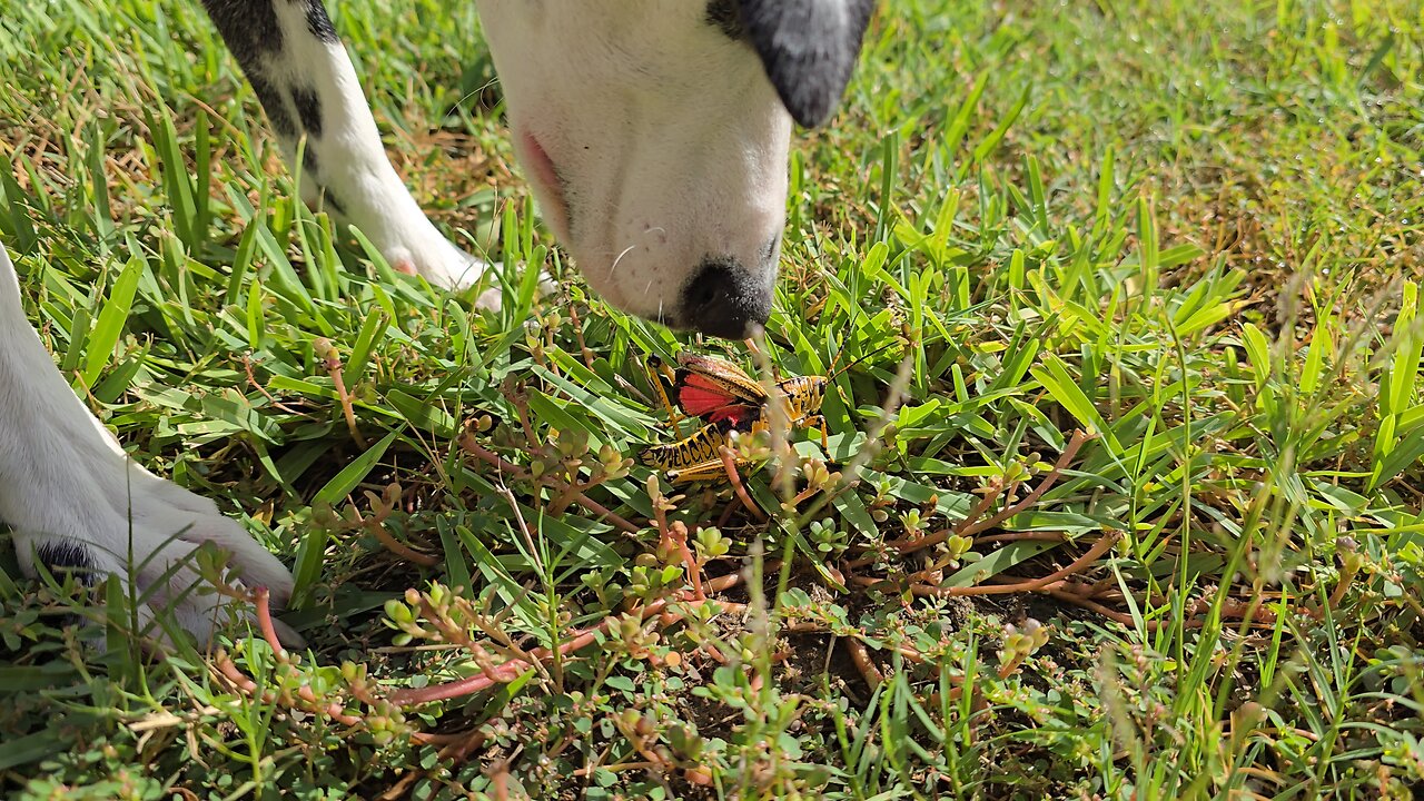 Luna and a Giant Grasshopper