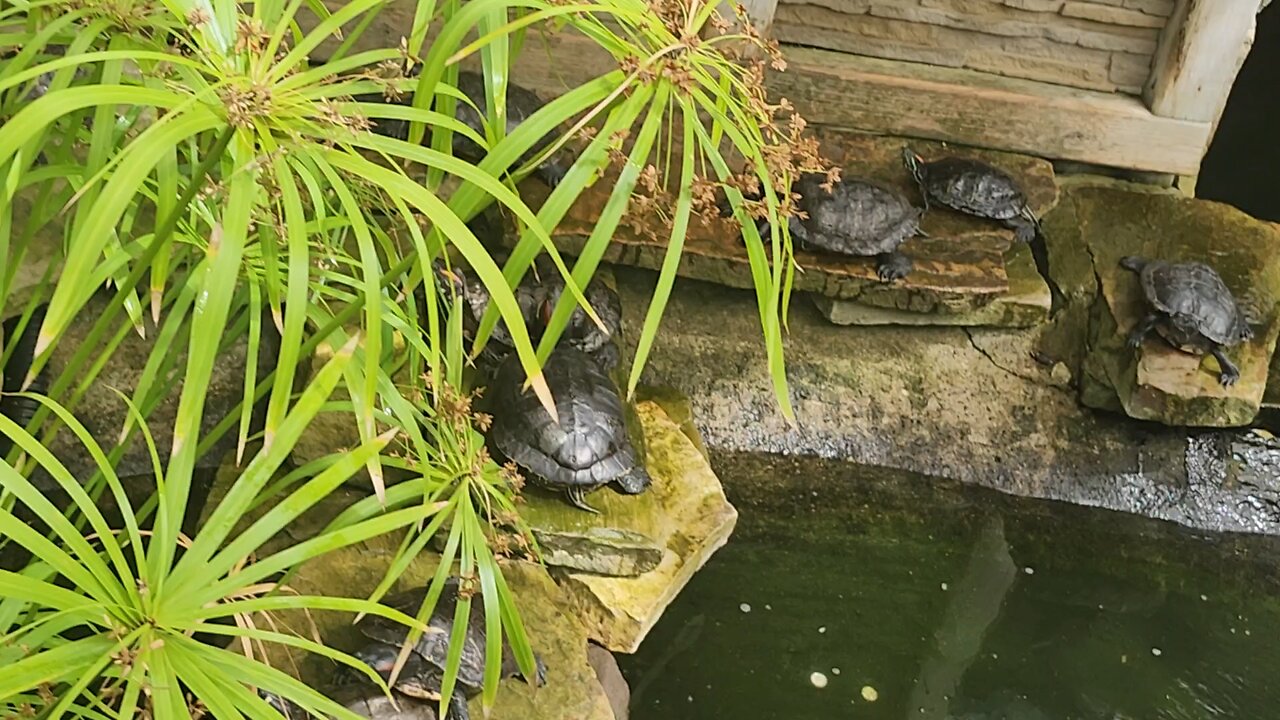 The introvert turtle 🐢