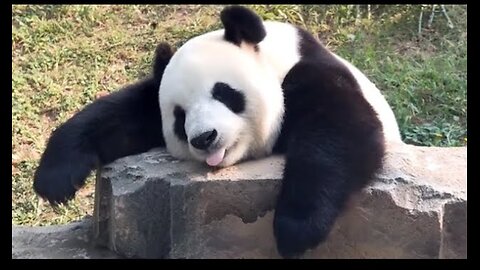 🐼 Panda Funny Moment Videos Compilation 😁 Funny Videos