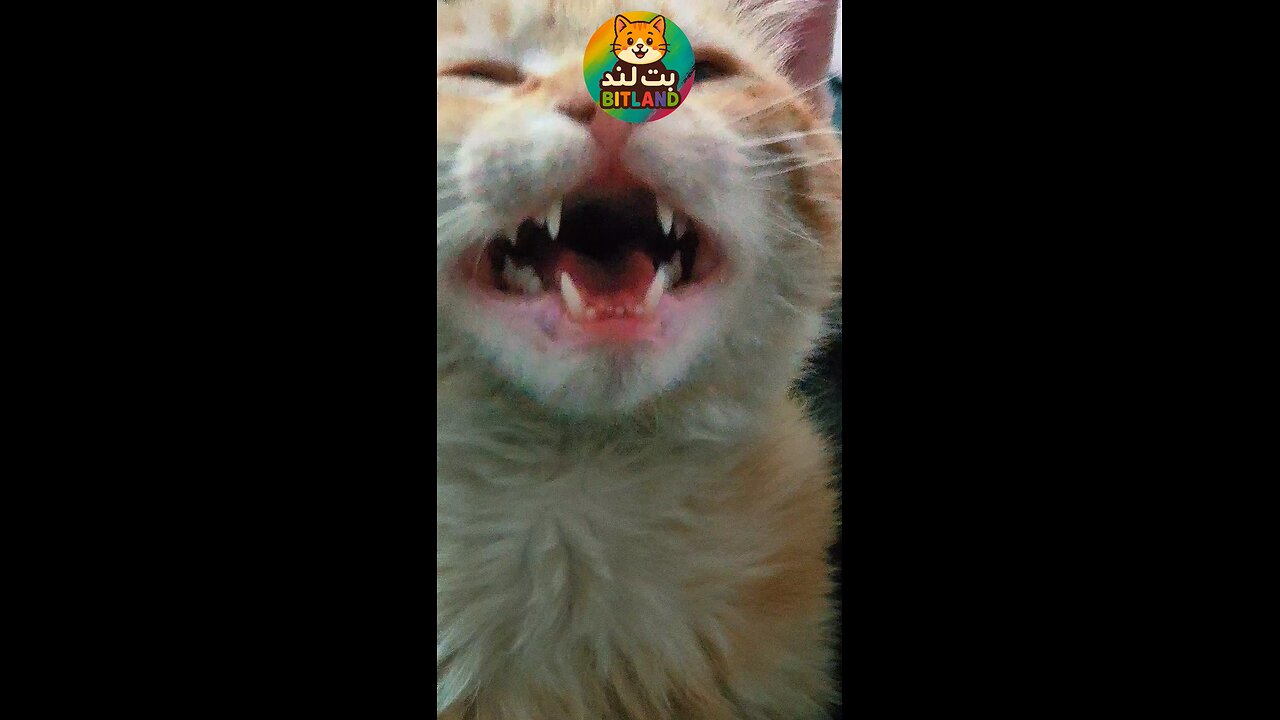 😻It's not a cat, it's a tiger cub.❤️