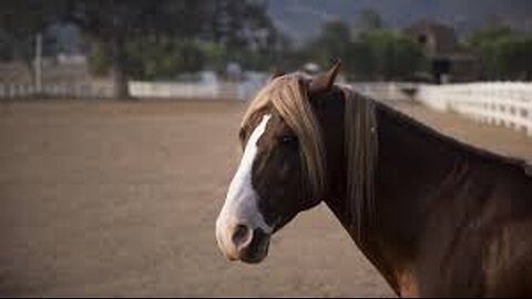Dr Stanley Stallion presents...GL Rockwell - NatSoc Pioneer (Full Doc)