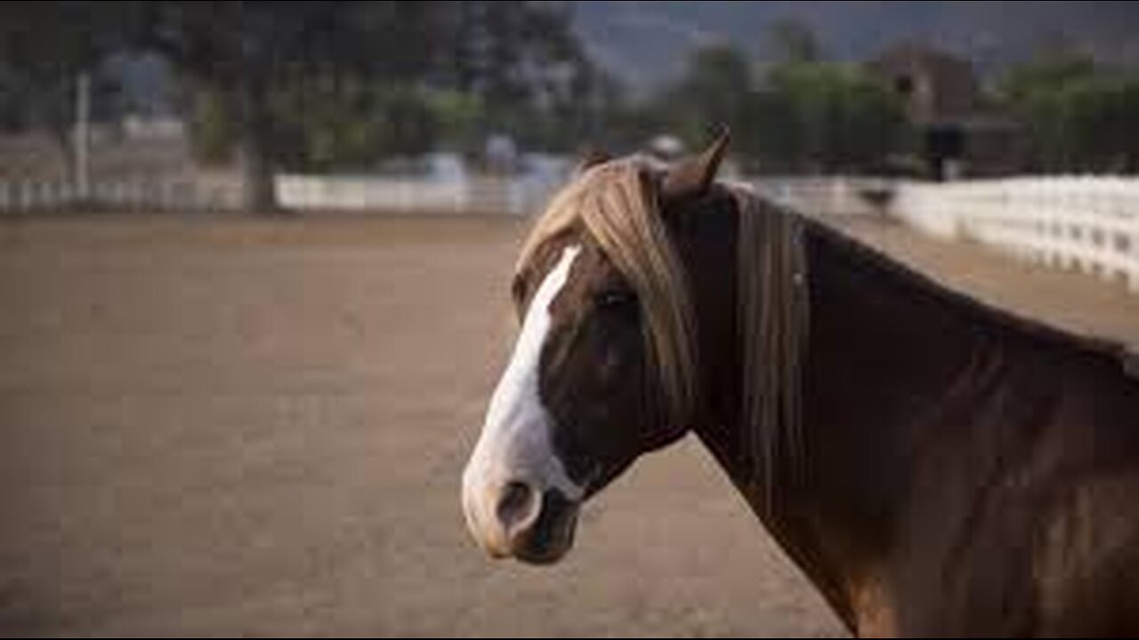Dr Stanley Stallion presents...GL Rockwell - NatSoc Pioneer (Full Doc)