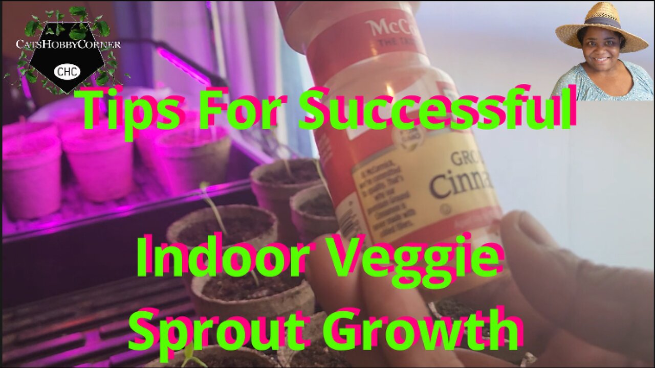 Tips For Successful Indoor Veggie Sprout Growth - #catshobbycorner