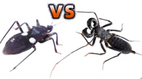 Assassin Bug VS Whip Scorpion, What will happen