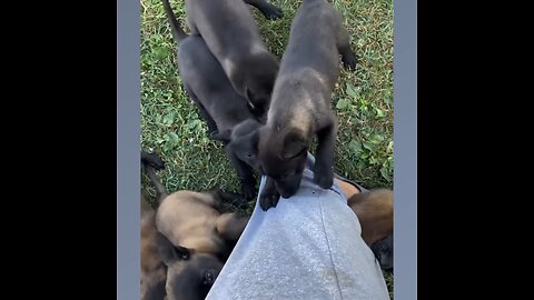 Animals funny moments