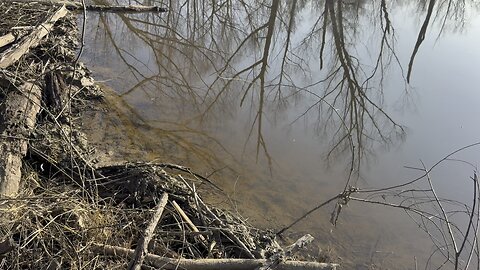 Beaver trapping