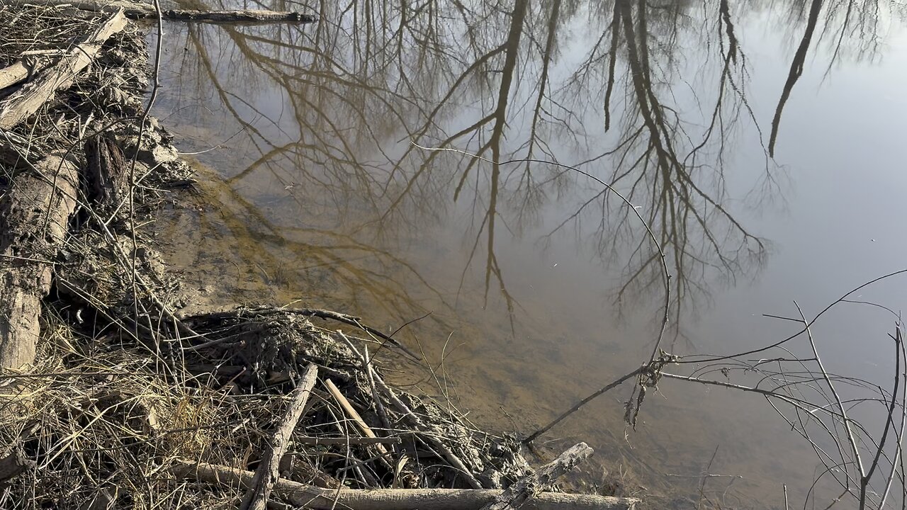 Beaver trapping