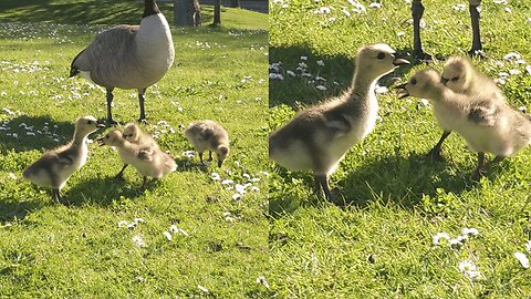 Baby Gosling Wrestling