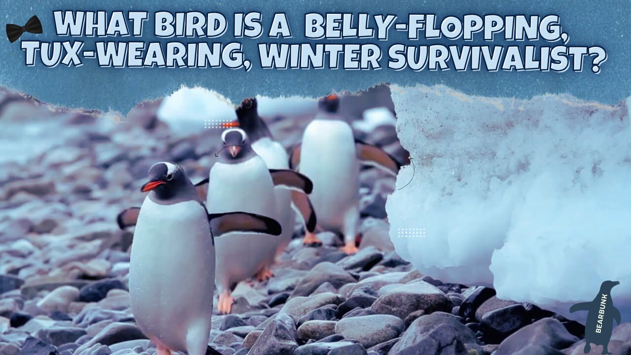 What bird is a belly-flopping, tux-wearing winter survivalist?