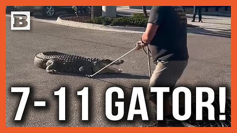 7-Eleven Gator! 10-Foot MONSTER Wrangled Outside of Gas Station