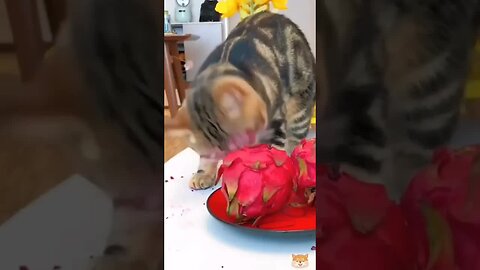 Hilarious Animal Moments | Funny Pets Compilation