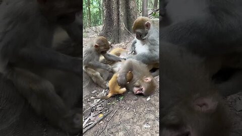 A family of four monkeys