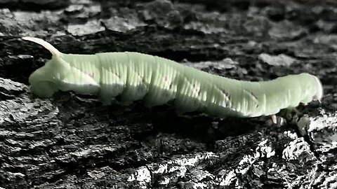 Hawk Moth or Humming Bird Moth Larvae