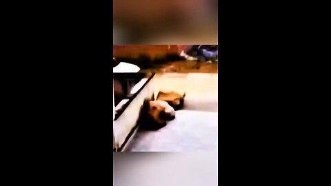 dog's action