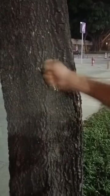 Teach the tree a lesson