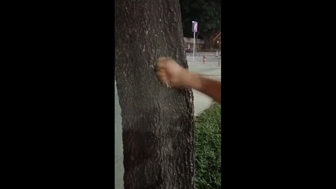 Teach the tree a lesson