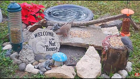 Florida Bird Feeder SWFL Live Camera Nature