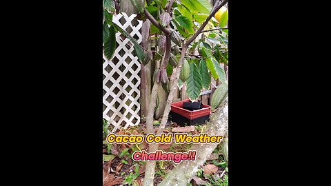 2-Year-Old Grafted Cacao Tree vs. South Florida 40 Degree Cold Snaps – Cold Damage Test