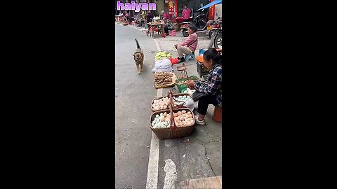 smart dog that is making money