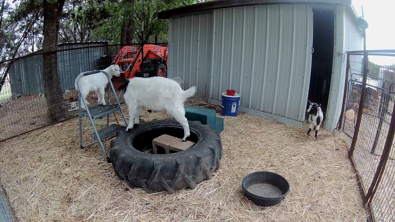 Mini goats playing