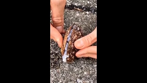 very clever hidden talent this type octopus #octopus #short #reels #hidden #news #rumble