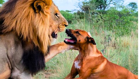 Rhodesian Ridgeback 101 : Why they call him 'The Lion Hunter'
