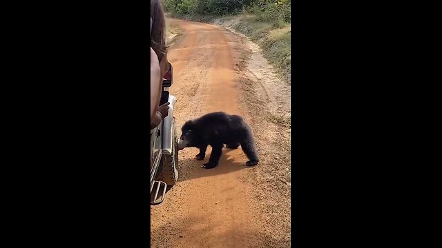Wild Bear Attacks Tourist Cab in Sri Lanka 🐻 | Destroys Tyre on the Spot! A bear attack