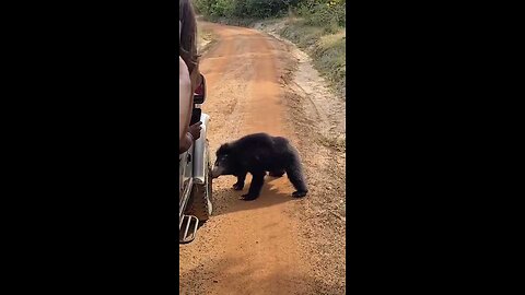 Wild Bear Attacks Tourist Cab in Sri Lanka 🐻 | Destroys Tyre on the Spot! A bear attack