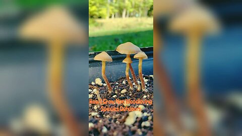How I Grow Species Of Mushrooms Outdoors That Are Not Woodlovers