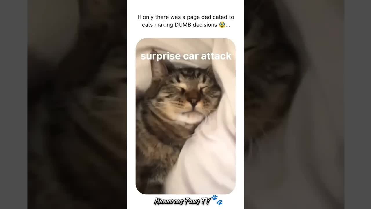 Funny animals 2024😂- Funniest Cats and Dogs Video😹🐶