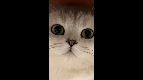 Cute Cat Cuddles