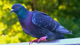 Pigeons Resting on a Metal Handrail