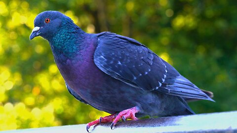 Pigeons Resting on a Metal Handrail