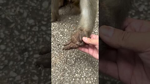 Check if the monkey's hands are clean