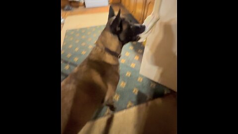 Service dog training. First step to teaching Cowboy to bring me an ice pack.