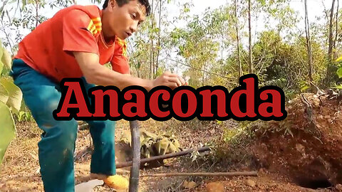 Anaconda