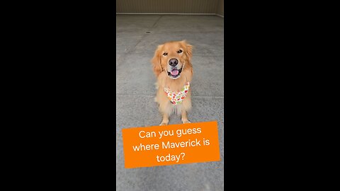 Can you guess where Maverick is today?
