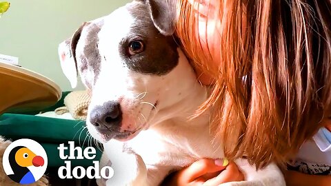 Completely Shut-Down Pittie Transforms Into The Happiest Hippo | The Dodo