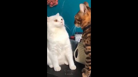 playful cats