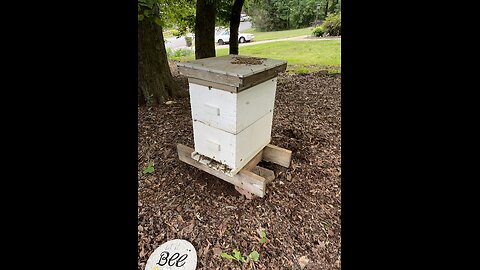 Hive inspection